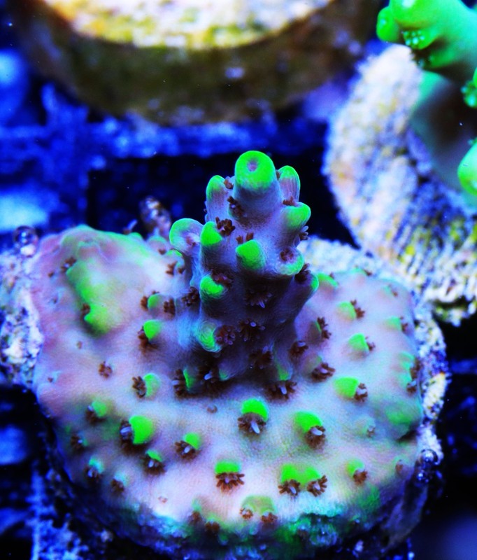 Pink Floyd Acropora Frag Zoanthids Zoa Paly SPS LPS Corals, WYSIWYG