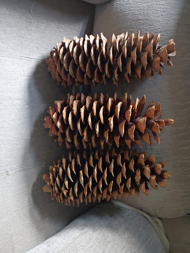 Lot Of 3 Large Sugar Pine cones