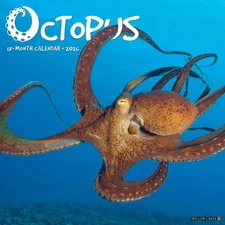 Octopus 2026 Wall Calendar by Willow Creek Press