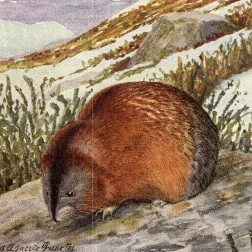 Antique Art Louis A. Fuertes: National Geo: Banded Lemming & Brown Lemming - Picture 4 of 6