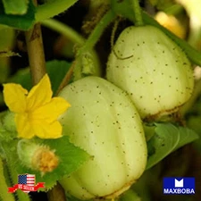 Cucumber Fresh Seeds Crystal Apple Non-GMO Heirloom Vegetable