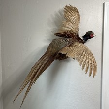 Ringneck Rooster Pheasant Taxidermy Flying Wall Mount Hunting Trophy Man Cave A2