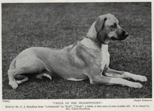 Rhodesian Ridgeback "Ubule" - 1934 Vintage Dog Art "Photo" Print - CUSTOM MATTED