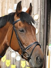 Zaumzeug Trense Schwedisch Kombiniert schwarz / weiß unterlegt Größe Pony OVP