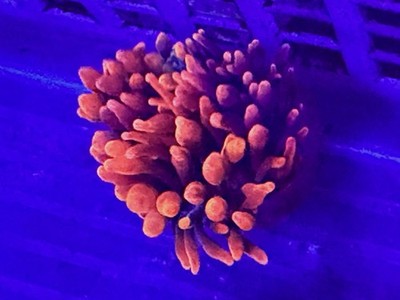 Red Sherman Bubble tip anemone 2.5  Aqua Cultured