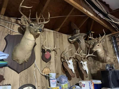 #ad #ad Deer Antler And Other Taxidermy $1500.00