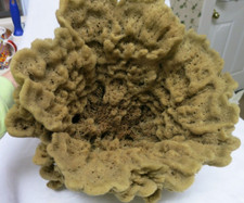 Bowl Large Natural Sea Sponge Bowl Salt Water Aquarium Showpiece 14" x 14"