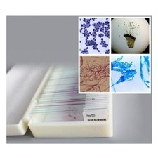 50PCS Typical Bacteria Fungus Mycete Specimen Prepared Microscope Glass Slides