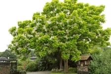 Catalpa Tree Seeds for Planting - 100 Seeds - Stunning Flowers, Large Leaves