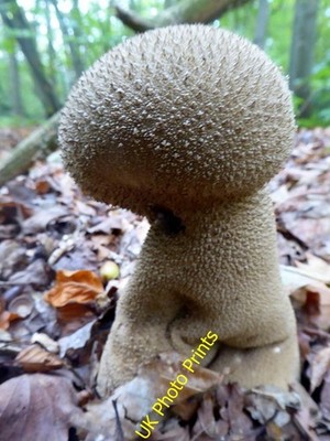 Foto 6x4 Pilz in Blean Woods, Dünkirchen Dargate Common Ich könnte mit s c2016 machen