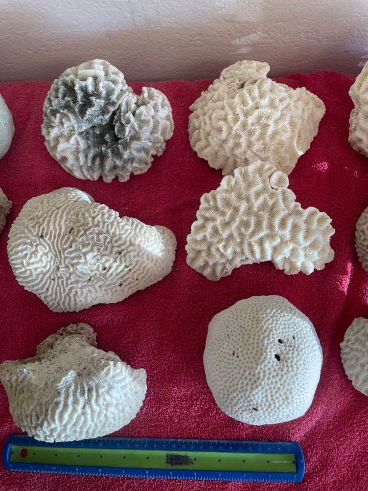 dry-coral-natural-coral-for-aquarium-unique-large-brain-corals-ebay
