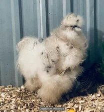 6 Bearded/Crested Show Quality Fertile Silkie chicken hatching eggs