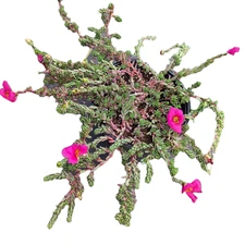 Portulaca gilliesii 'Purple Rice' Succulent Plant