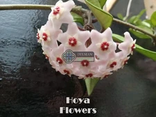 Hoya, Wax Plant - Hoya carnosa - 4 to 6 inches - Porcelainflower - Live Plant