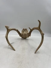 Deer Antlers Skull Cap European Mount Taxidermy Horns Rustic Cabin Wall Decor