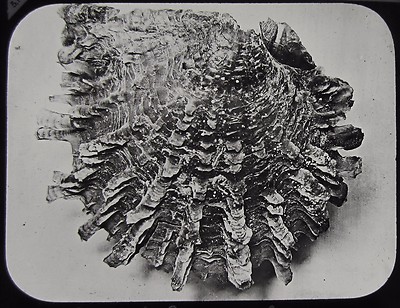 Glas Magic Lantern Slide THE GREAT BARRIER REEF NO25 C1890 PHOTO AUSTRALIA