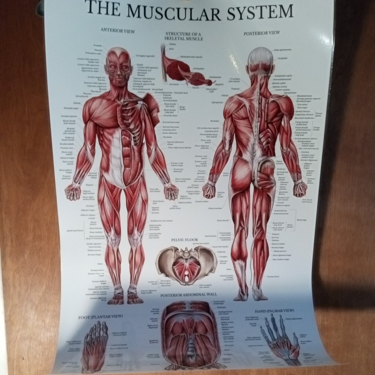 Mu Muscle System Muscular System Human Anatomy Musculoskeletal System: Anatomy And