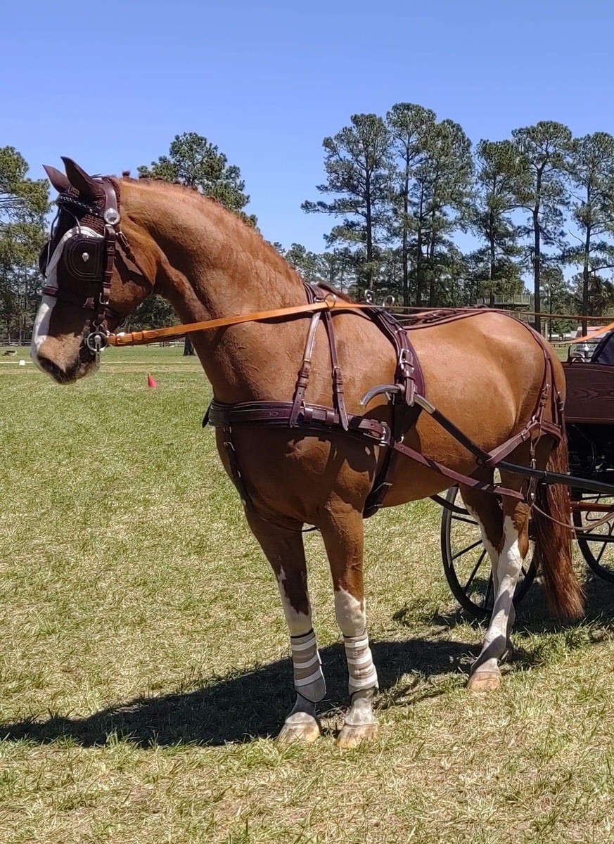 Leaders Leather Training Surcingle For Horses – High Quality, Adjustable, All Riding Styles