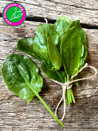 GROßER SAUERAMPFER♥️ 200+ Samen🥬 Wildsalat winterhart Gemüse