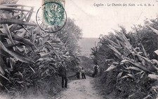 83* COGOLIN  chemin des aloes    RL61,0287