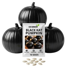 Exotic Black Kat Pumpkin Seeds for Planting (10 Seeds) &ndash; Deep Black,Green