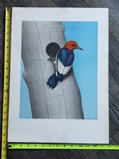 RED HEADED WOODPECKER Vintage Poster Bird Print Lithograph 1962 A. D'Angelo Art