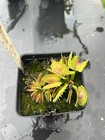 Venus Flytrap Wave Clip - Carnivorous Plant - Diflora Cultivar🔥 — photo 2