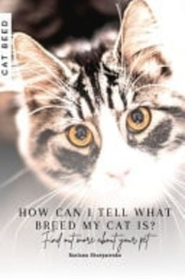 How Can I Tell what Breed My Cat Is? Find Out More abou -  NEW RUSLANA. SHURPA 2