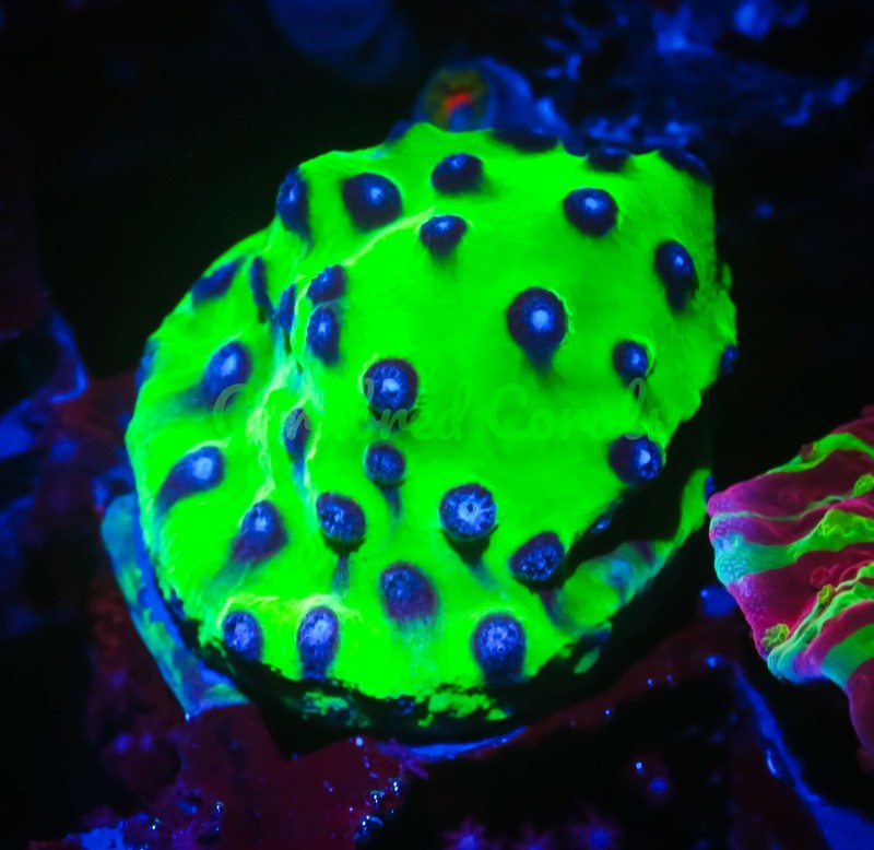Cornbred's PPE Cyphastrea - WYSIWYG - Frag - LIVE CORAL