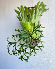 Platycerium Koronarium gratis certyfikat fitosanitarny