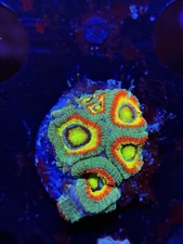 TNTcoral Holy Grail Acan-WYSIWYG-Frag-Live Coral-LPS-SPS-ZOA