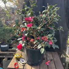 Pre Bonsai 3 Gal Spring Promise ￼ Camillia 32"x24"x24"