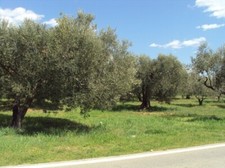 oliven schwarz  1000g aus Makri.