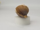 Picture 4 of 7