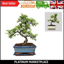 Buy 9- Chinese Elm Bonsai Tree | Indoor Air Purifier with Ceramic Pot & Drip ...