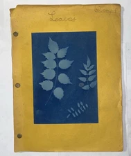 Vintage School Botany Project Pressed Leaves 1980’s 