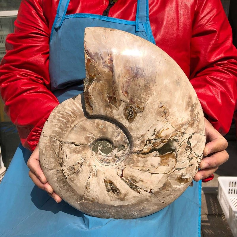 10.6 LB Natural Ammonite Fossil Polished Specimen Reiki Healing Collectible 3725