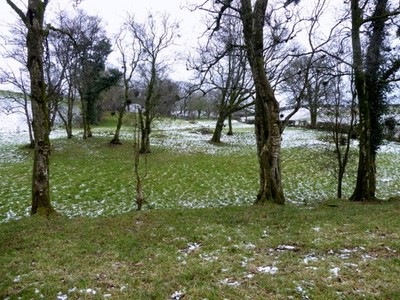Foto 6x4 Schnee zwischen Bäumen, Mountjoy Forest East Division Mount Pleasant \ c2018