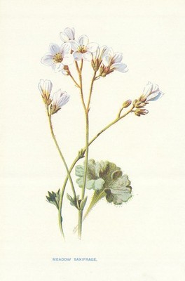 Wiesensteinbrech. Wilde Blumen von Frederick Edward Hulme um 1895 alter Druck