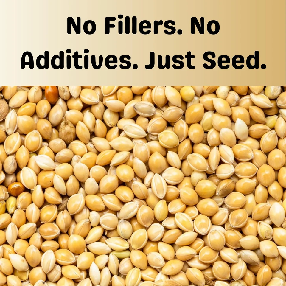 White Proso Millet Seeds for Birds - 10 lbs Unhulled, Bulk Wild Bird Seed, Id... - Image 2 of 4
