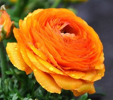 Peony Ranunculus Orange - Large XXL 3Lt Pot Summer Flowering Herbaceous Peonies