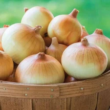 500+ Candy Onion Seeds for Garden Planting - USA - FREE SHIPPING!