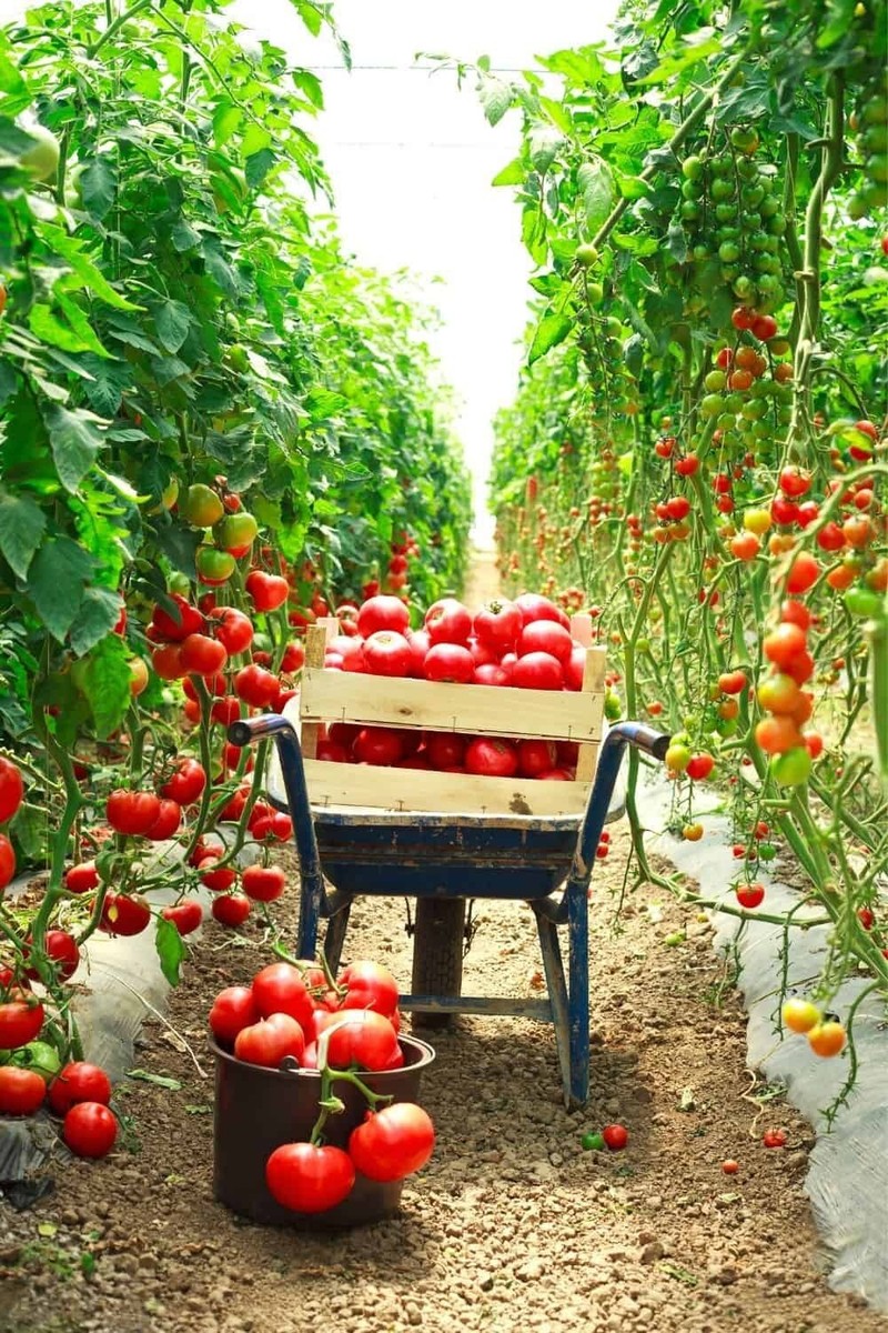 とまとページ 30+ Trip L Crop Tomato Seeds - TOMATO TREE -- 15 FOOT VINES