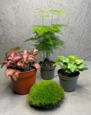 SMALL TERRARIUM PLANT Set | Asparagus Setaceus, Fittonia, Ivy | House Plant set