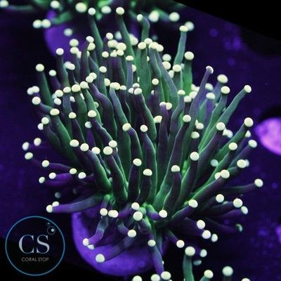 CS Yellowish Tip Torch - WYSIWYG Live Coral
