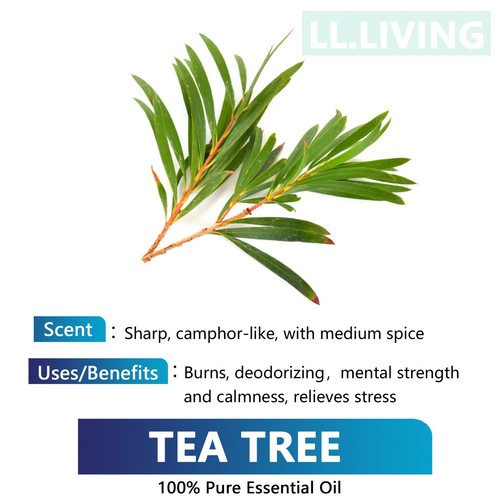16ml Essential Oil 100% Pure & Natural Aromatherapy Diffuser Fragrance Oil Aroma - Picture 35 of 38