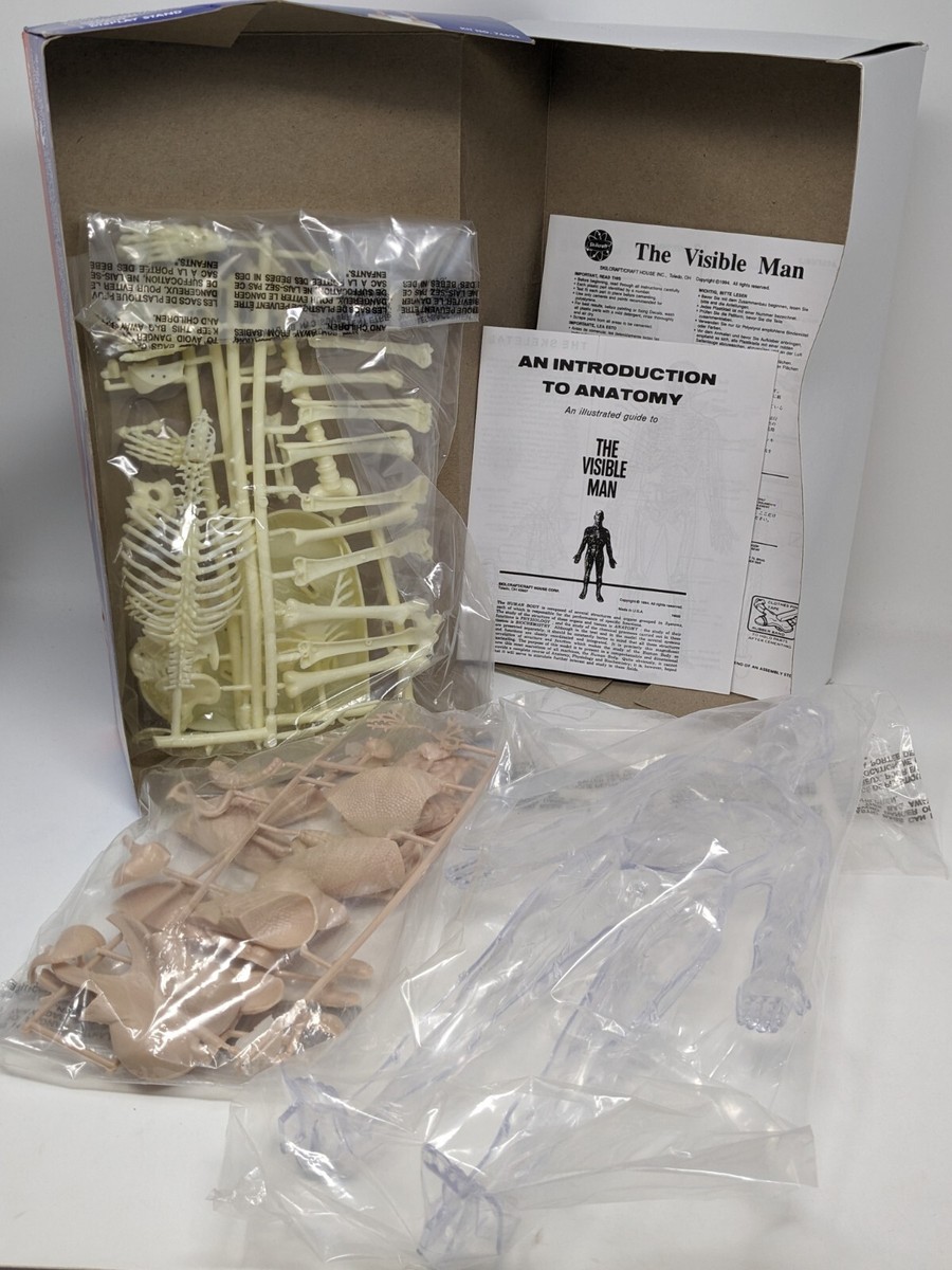 Visible Man Anatomy Kit #74622 Skilcraft- Open Box, Unassembled | eBay