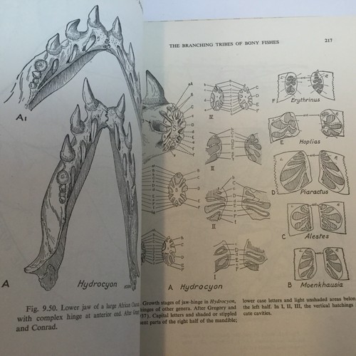 Gregory EVOLUTION EMERGING A Survey of Changing Patterns 2 Vols. 1951 - Imagen 8 de 12