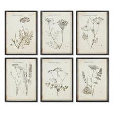Botanical Wall Art Set - Vintage Wildflower Study, 6-Piece