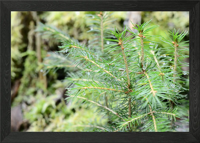Pine Tree CloseUp Framed Wall Art Poster Canvas Print Picture
